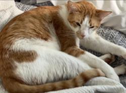 Lost Male Cat last seen lighthouse, Lake Elsinore, CA 92532