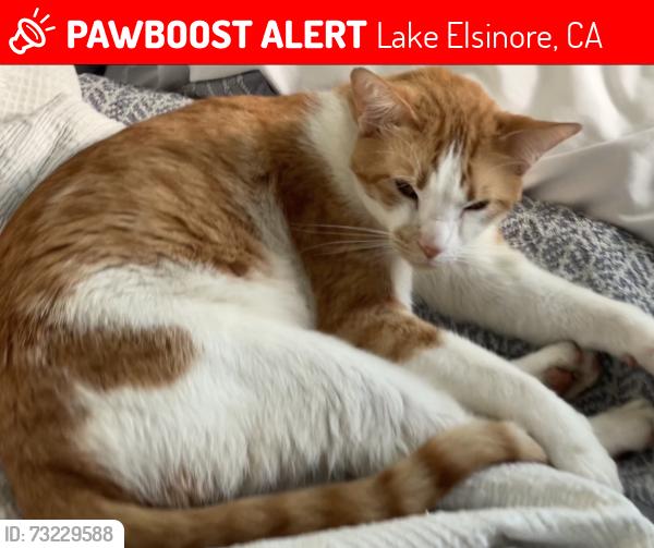 Lost Male Cat last seen lighthouse, Lake Elsinore, CA 92532