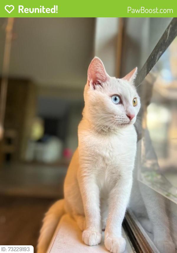Reunited Female Cat last seen Cypresswood, Spring, TX 77388