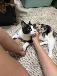 Reunited Female Cat last seen Murrywood neighborhood on crossbrook and holly spring road, Lexington County, SC 29212