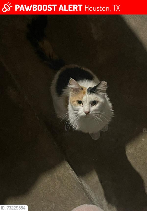 Lost Female Cat last seen Mission Leona, Houston, TX 77083