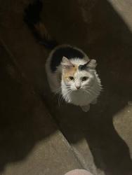 Lost Female Cat last seen Mission Leona, Houston, TX 77083