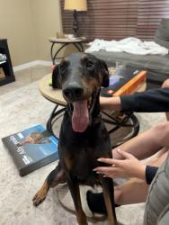 Reunited Male Dog last seen Unk, Coral Springs, FL 33065