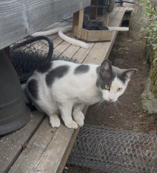 Lost Male Cat last seen Sweetbriar Rd & Viewpoint, Troutdale, OR 97060