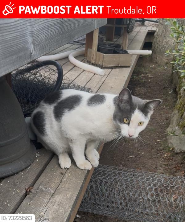 Lost Male Cat last seen Sweetbriar Rd & Viewpoint, Troutdale, OR 97060