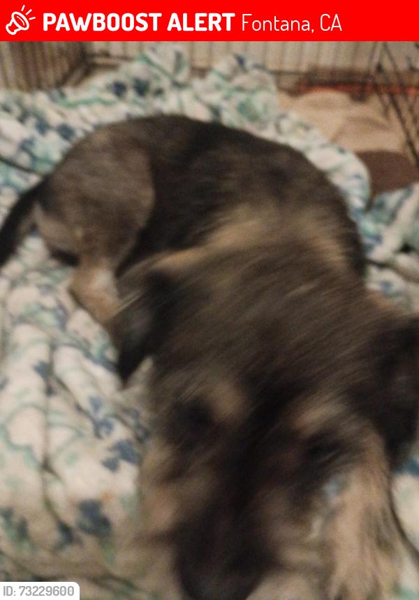 Lost Female Dog last seen Marigold in Fontana, Fontana, CA 92335