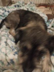 Lost Female Dog last seen Marigold in Fontana, Fontana, CA 92335