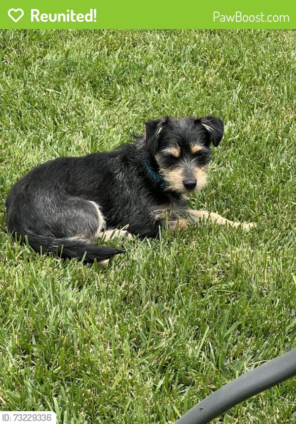 Reunited Female Dog last seen Bear Valley Road & Mill Valley Road, Moorpark, CA 93021