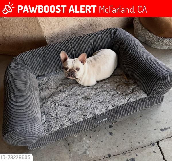 Lost Male Dog last seen San juan st, McFarland, CA 93250