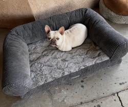 Lost Male Dog last seen San juan st, McFarland, CA 93250