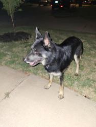Found/Stray Male Dog last seen Britton rd between Rockwell and MacArthur. By Briarcreek neighborhood, Oklahoma City, OK 73099
