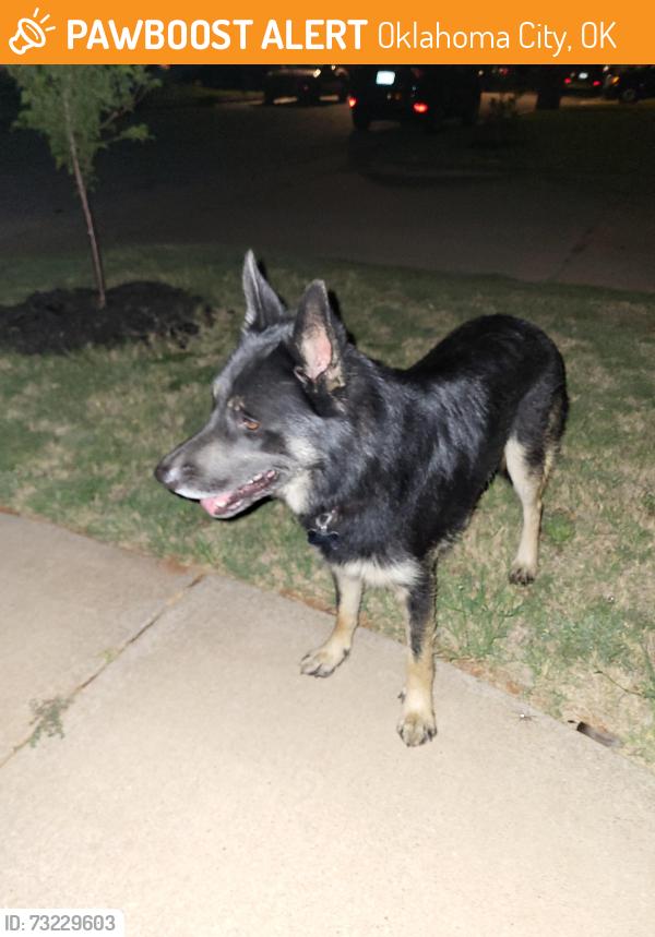 Found/Stray Male Dog last seen Britton rd between Rockwell and MacArthur. By Briarcreek neighborhood, Oklahoma City, OK 73099