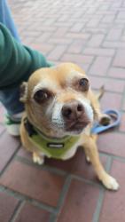 Reunited Male Dog last seen Howard St., San Francisco, CA 94103