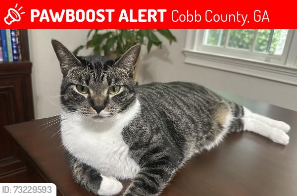 Lost Male Cat last seen Shadowlawn rd, Cobb County, GA 30067