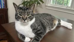 Lost Male Cat last seen Shadowlawn rd, Cobb County, GA 30067