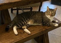 Lost Male Cat last seen Last seen off 247, Huntsville, TX 77320