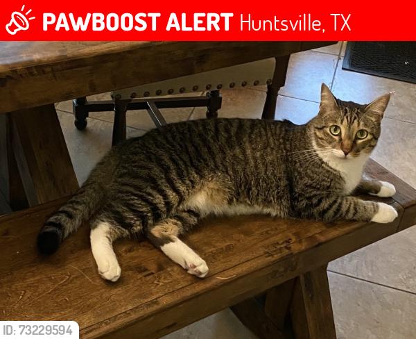 Lost Male Cat last seen Last seen off 247, Huntsville, TX 77320