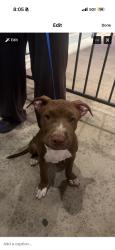 Found/Stray Female Dog last seen grant and alvernoon, Tucson, AZ 85716