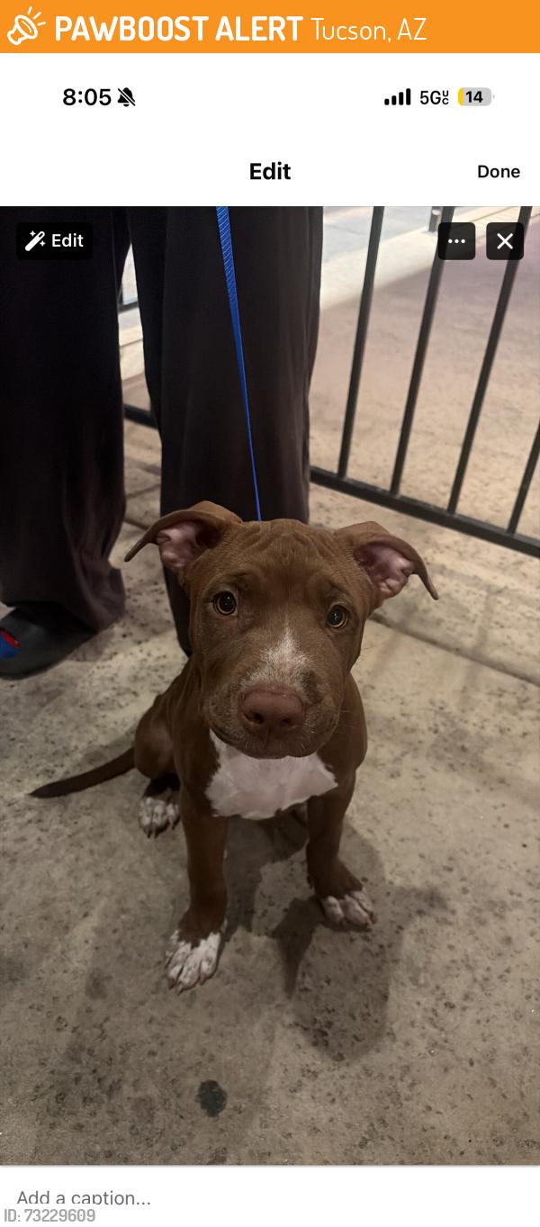 Found/Stray Female Dog last seen grant and alvernoon, Tucson, AZ 85716