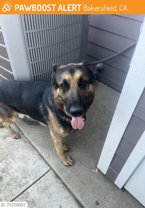 Found/Stray Male Dog last seen Bear mountain between stine rd and Ashe, Bakersfield, CA 93313