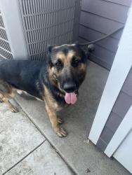 Found/Stray Male Dog last seen Bear mountain between stine rd and Ashe, Bakersfield, CA 93313