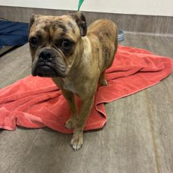 Shelter Stray Female Dog last seen , 361 S Raymond Ave, Pasadena, CA 91105, USA