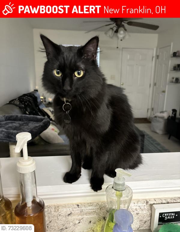 Lost Male Cat last seen Manchester road, New Franklin, OH 44216