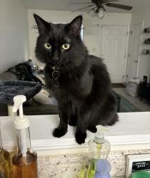 Reunited Male Cat last seen Manchester road, New Franklin, OH 44216