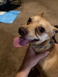 Reunited Male Dog last seen Little Mountain Drive, San Bernardino, CA 92407