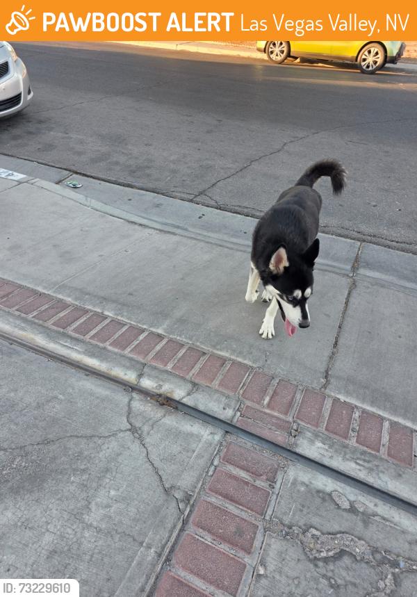 Found/Stray Male Dog last seen Blanton and Sack, Las Vegas Valley, NV 89121