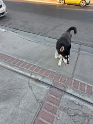 Found/Stray Male Dog last seen Blanton and Sack, Las Vegas Valley, NV 89121