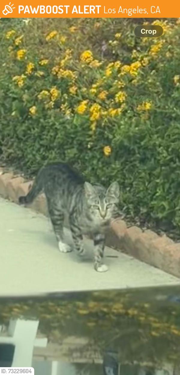 Found/Stray Unknown Cat last seen Granada Hills Balboa & Neon Way, Los Angeles, CA 91344