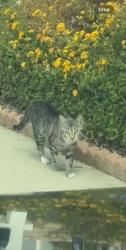 Found/Stray Unknown Cat last seen Granada Hills Balboa & Neon Way, Los Angeles, CA 91344