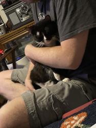Reunited Female Cat last seen Pike ave and Perry ave sw. Near oak knoll park, Massillon, OH 44647