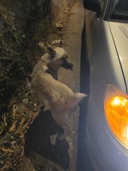 Found/Stray Male Dog last seen El Pino, Los Angeles, CA 90063