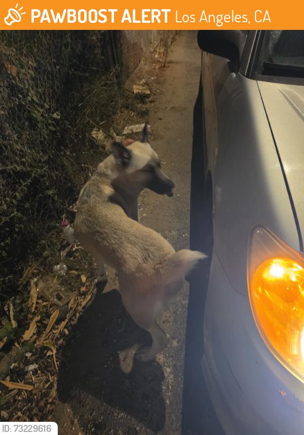 Found/Stray Male Dog last seen El Pino, Los Angeles, CA 90063
