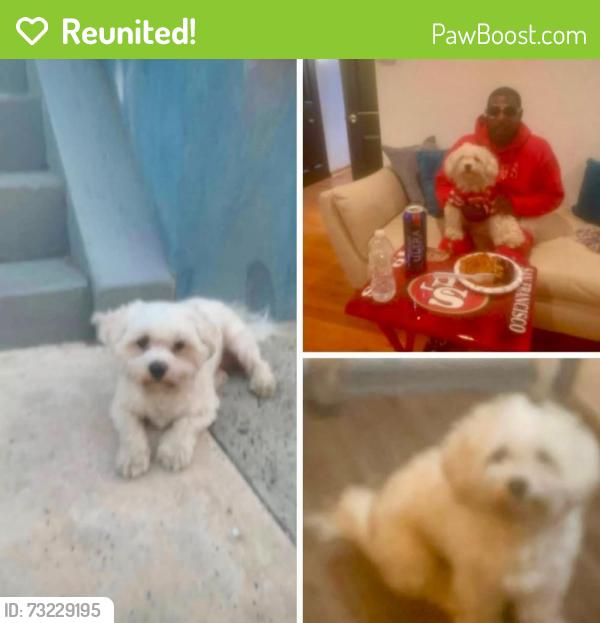 Reunited Male Dog last seen 19th and 20th, Philadelphia, PA 19145