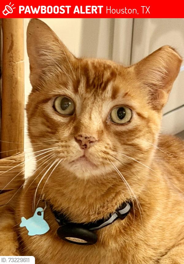Lost Male Cat last seen Fleetwood- Silvergate Dr and Walkwood Dr, Houston, TX 77079