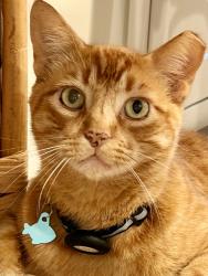 Lost Male Cat last seen Fleetwood- Silvergate Dr and Walkwood Dr, Houston, TX 77079