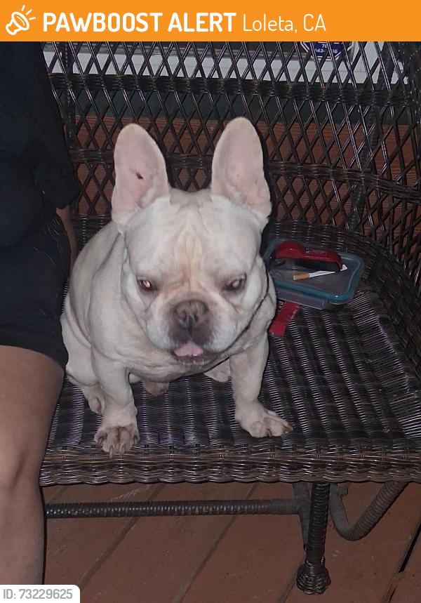 Found/Stray Male Dog last seen Bear River casino 🎰, Loleta, CA 95551