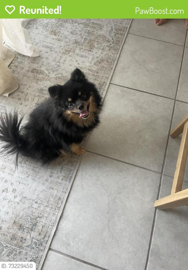 Reunited Female Dog last seen Mahon and Finnsech, Reno, NV 89506