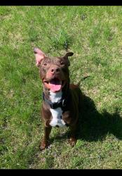 Lost Male Dog last seen Nite hawks cafe, Omaha, NE 68110
