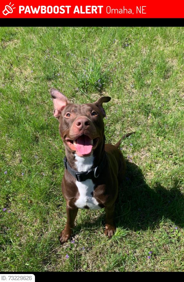 Lost Male Dog last seen Nite hawks cafe, Omaha, NE 68110