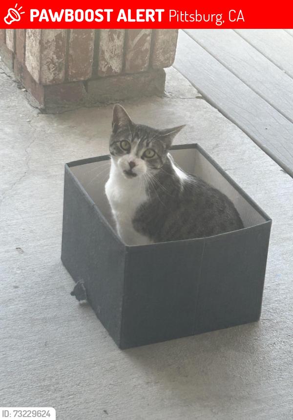 Lost Female Cat last seen Seasons Drive, Pittsburg, CA 94565