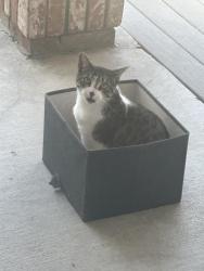 Lost Female Cat last seen Seasons Drive, Pittsburg, CA 94565