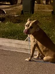 Found/Stray Female Dog last seen Very friendly and thirsty. Very calm. Young., Jacksonville Beach, FL 32250