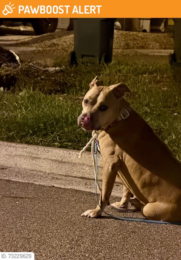 Found/Stray Female Dog last seen Very friendly and thirsty. Very calm. Young., Jacksonville Beach, FL 32250