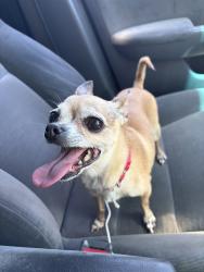 Reunited Female Dog last seen Near Business Park Dr, Sacramento, CA 95827, USA, Sacramento, CA 95827