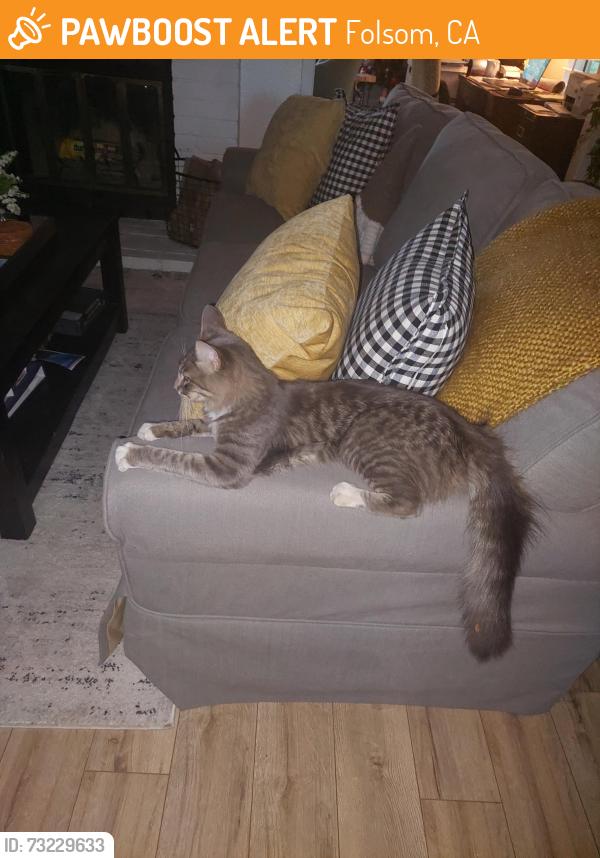 Found/Stray Female Cat last seen Snow bar court, Folsom, CA 95630