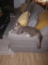 Found/Stray Female Cat last seen Snow bar court, Folsom, CA 95630